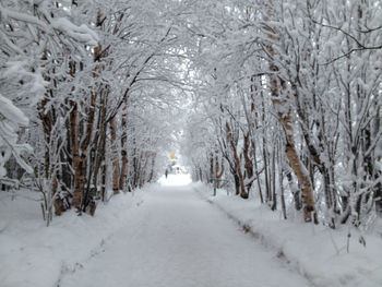 Snow covered road amidst trees during winter