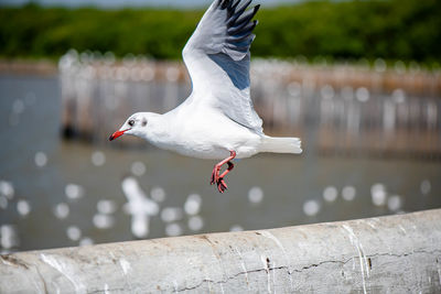 Close-up of seagull perching on railing