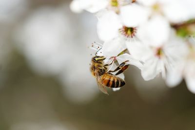 Close-up of bee pollinating flower