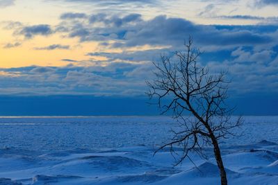 Lone tree silhouette with stormy sunset in winter with frozen georgian bay in the background