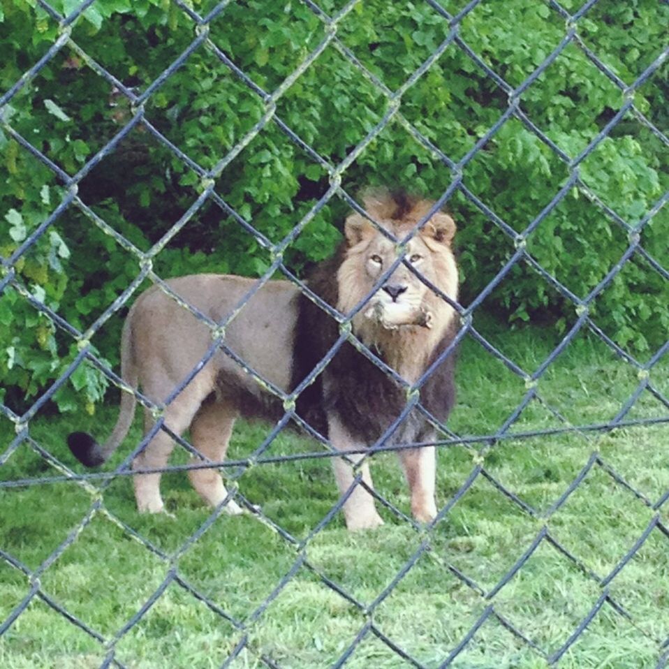 Chester zoo