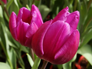 Close-up of pink tulip