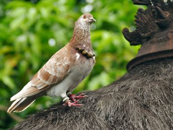 Close-up of bird perching on tree