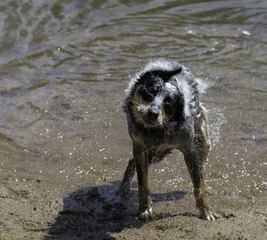 Dog on beach