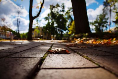 Close-up of leaf on ground