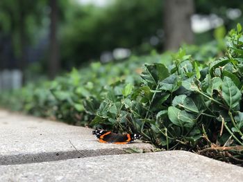 Close-up of insect on plant