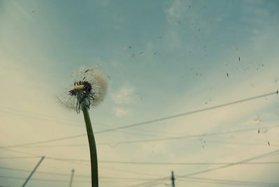 Low angle view of flowers against sky