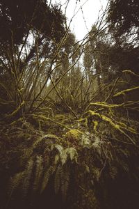 Low angle view of trees in forest against sky