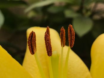 Close-up of yellow flower