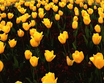 Yellow flowers growing in field