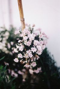 Close-up of flower plant in winter