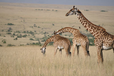 Giraffe in the wild, east africa