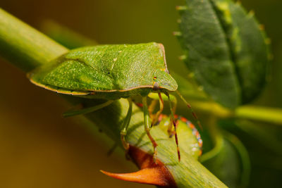 Close-up of insect on leaves