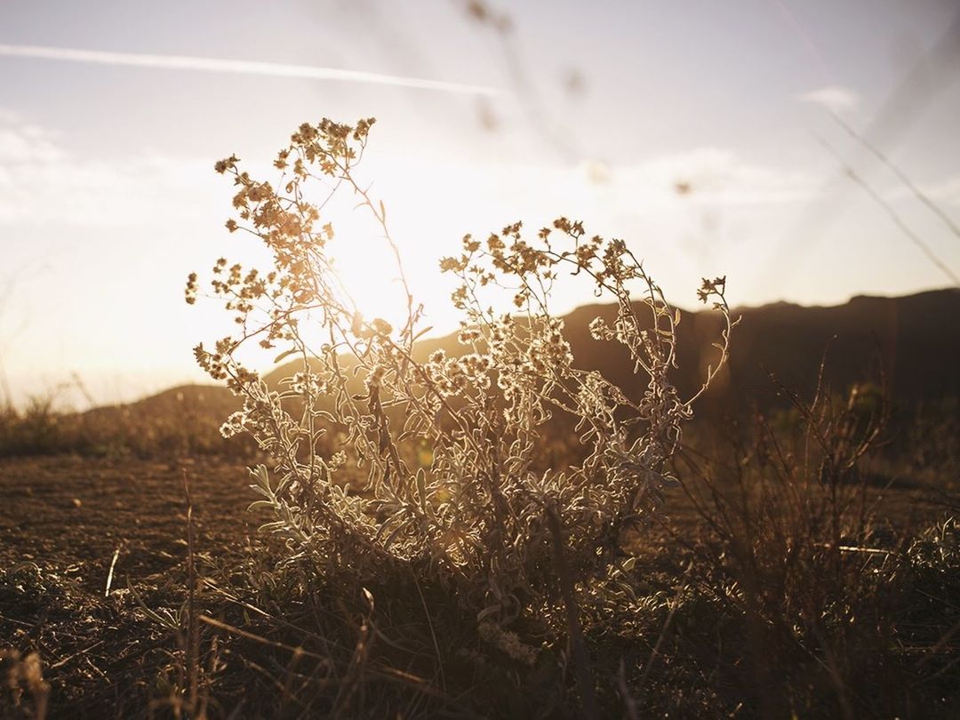 Topanga State Park