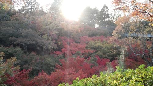 Trees in forest during autumn