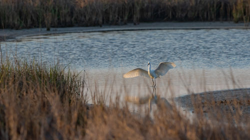 Scenic view of a large bird spreading wings on a small lake