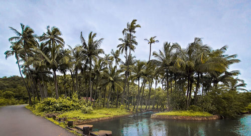 Scenic view of palm trees by river against sky