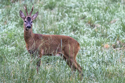 Deer in a field