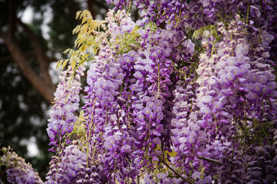 Close-up of purple flowers