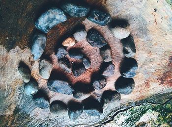 Full frame shot of logs in forest