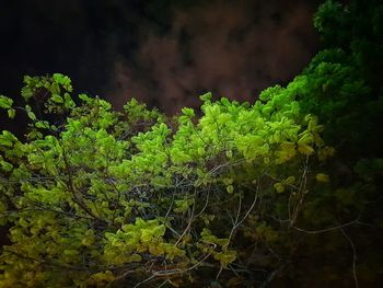 Close-up of plants against sky
