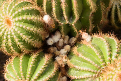 Close-up of succulent plant