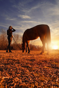 Full length of horse on field against sky during sunset