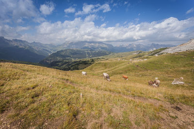 View of sheep on landscape