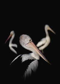 Close-up of pelicans against black background