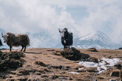 View of horse standing on mountain against sky