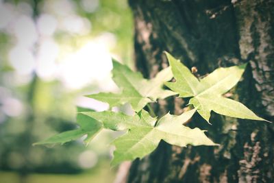 Close-up of plant leaves