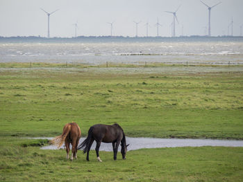 At the island of spiekeroog