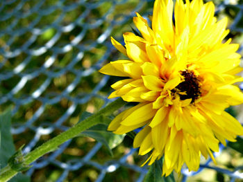 Close-up of yellow flower