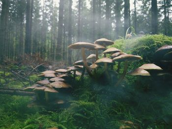 Mushrooms in forest