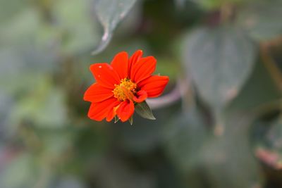 Close-up of red flower