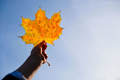 Low angle view of person holding maple leaf against sky