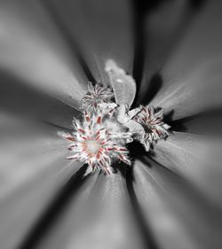 Close-up of flower against blurred background