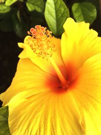 Close-up of yellow hibiscus blooming outdoors