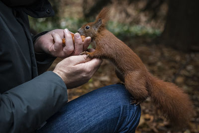 Hands of man feeding nuts to squirrel