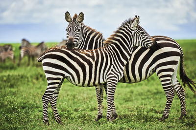 Zebras in a field