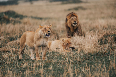 Lion family 