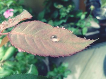 Close-up of water drops on leaves