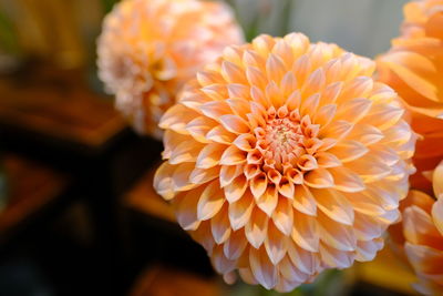 Close-up of orange dahlia