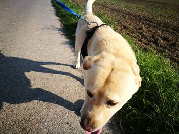High angle view of dog