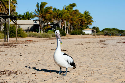 Bird on a field