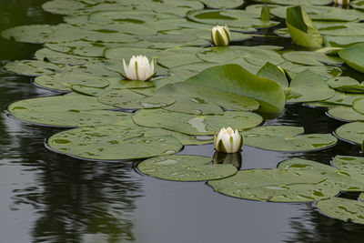 Water lily lake in keszthely castle park.