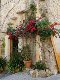 Close-up of potted plant on wall