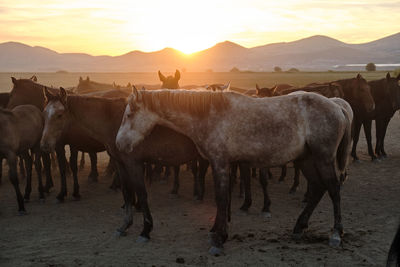 Horses on field against sky during sunset