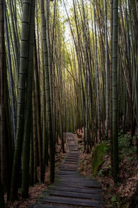 Footpath amidst bamboos