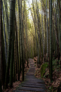 Footpath amidst trees in forest